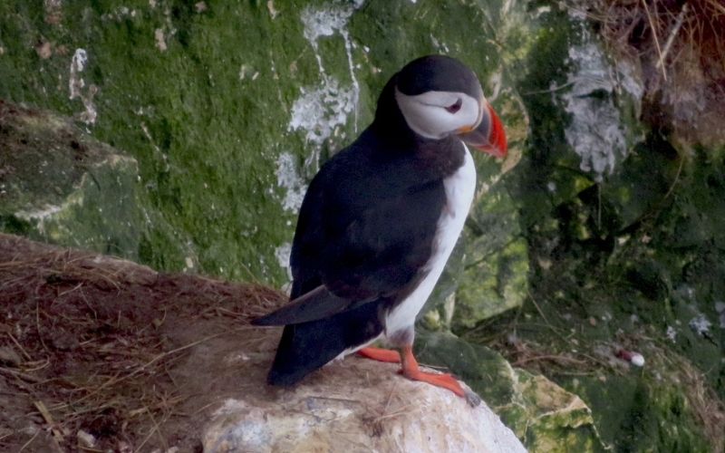 puffin chills out